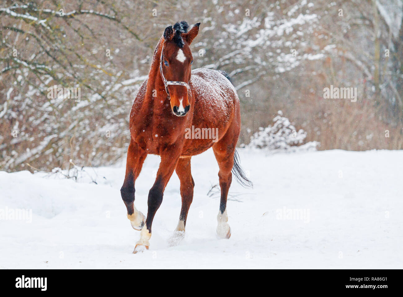 Schönes Pferd läuft auf dem weißen Schnee, schöne Winter Fotos Stockfoto