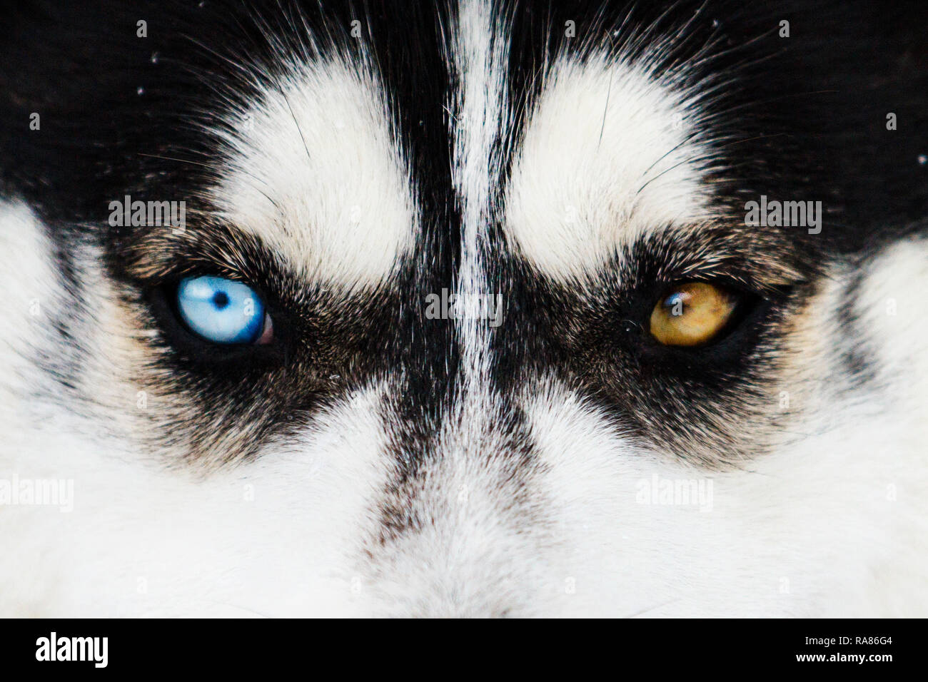 Schöne Husky bunte Augen Stockfoto