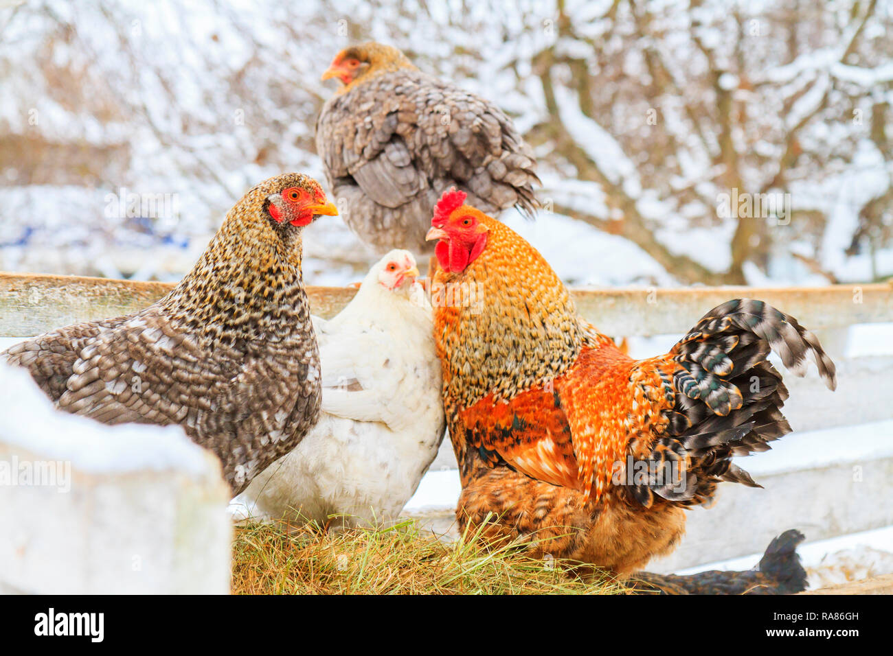 Hühner auf einem verschneiten Farm Stockfoto