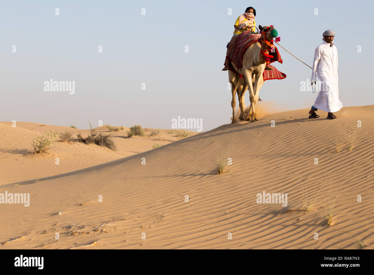 Kamelsafari in der Wüste vor Dubai in den Vereinigten Arabischen Emiraten Stockfoto