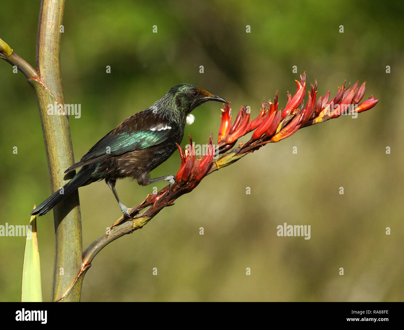 Ein Tui, Prosthemadera novaeseelandiae, Fütterung auf phormium Blumen Stockfoto