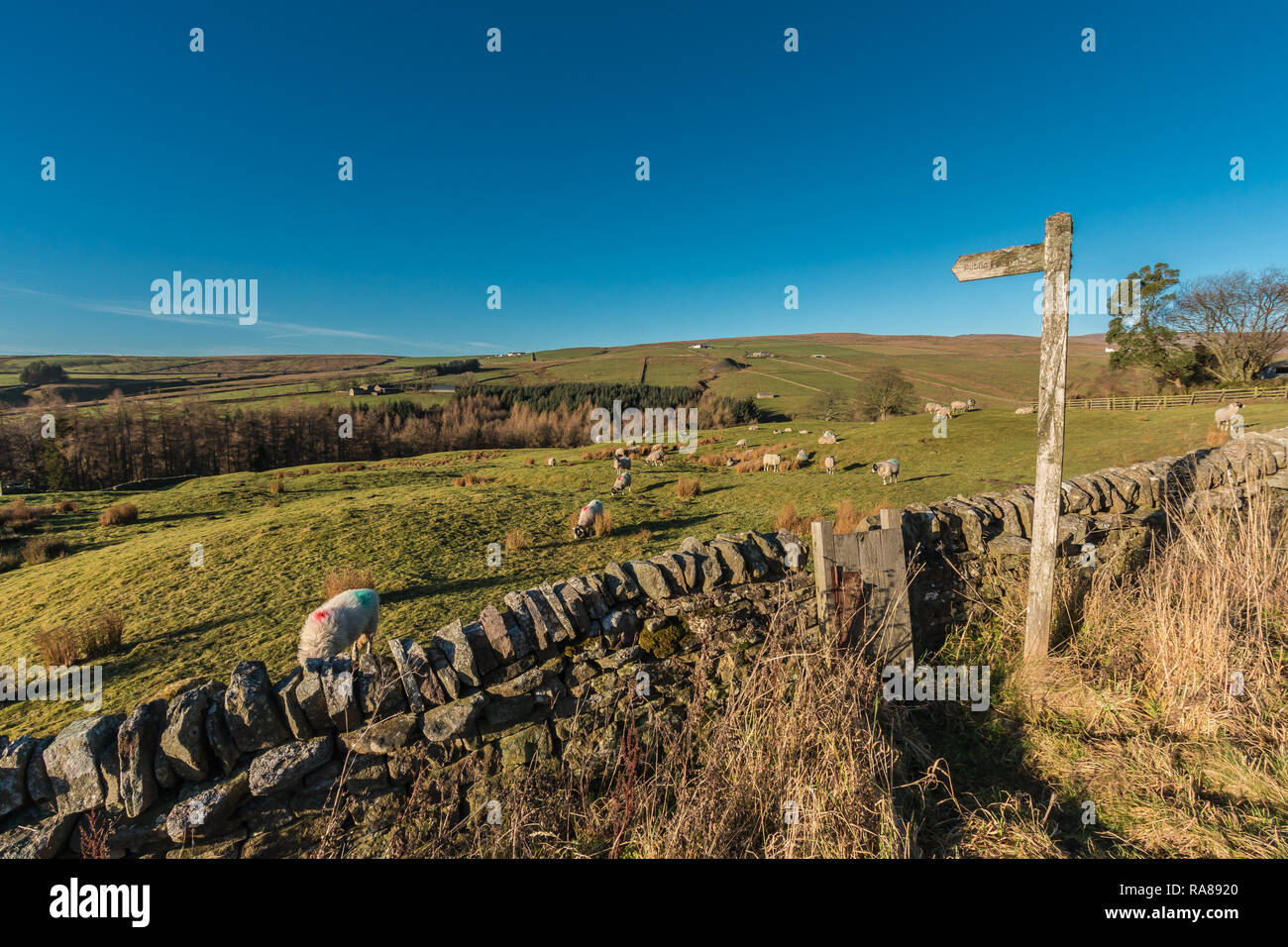 North Pennines AONB Landschaft, Blick nach Westen über den Hudeshope Tal in starken Winter Sonnenschein und strahlend blauer Himmel Stockfoto