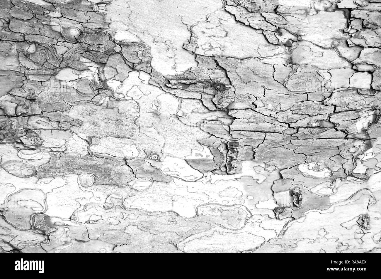 Holz Textur hautnah. Weiß Holz- Hintergrund. Schwarzweiß-Holz. Holz Textur. Graue Streifen Landhausdiele. Kurven auf rauen alten Baum. Natura Stockfoto