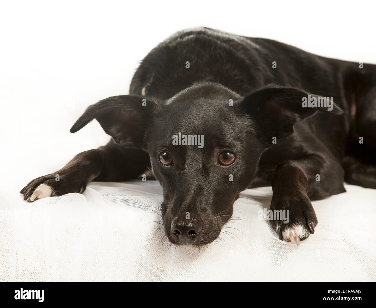 Spanisch Podenco Hund, Portrait im Studio auf weißem Hintergrund