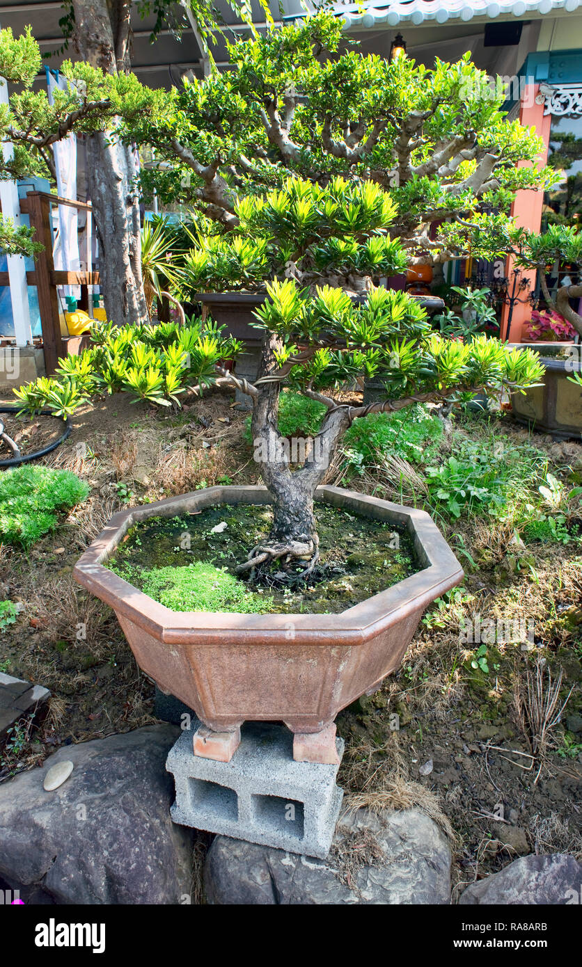 49+ Bonsai Baum Vorgarten, Die pflege der bäume erfordert geduld und
