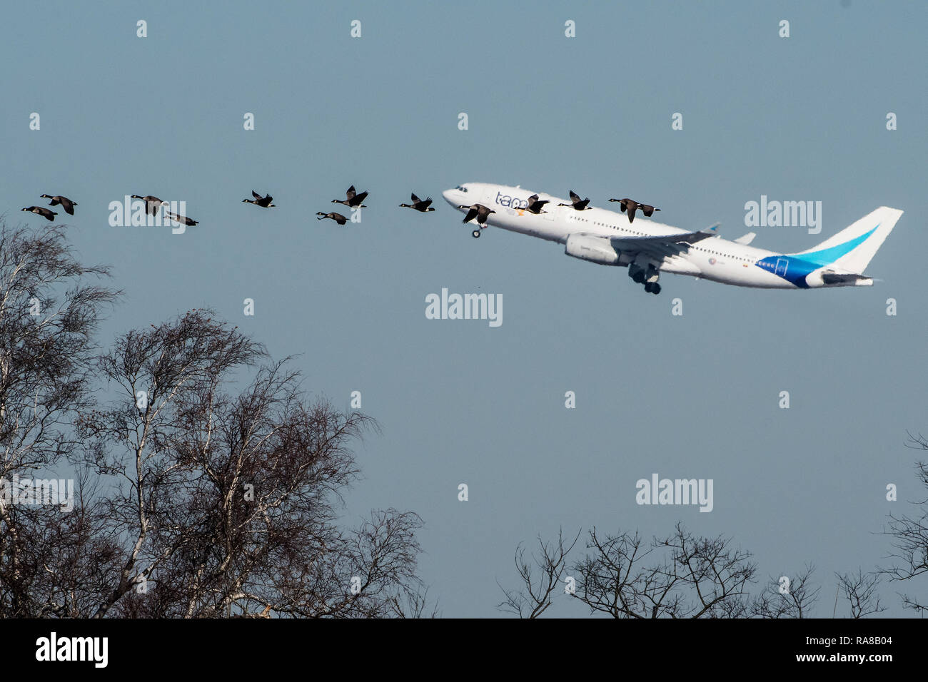 Jet Liner und Schwarm Kanadagänse am JFK Flughafen in New York Stockfoto