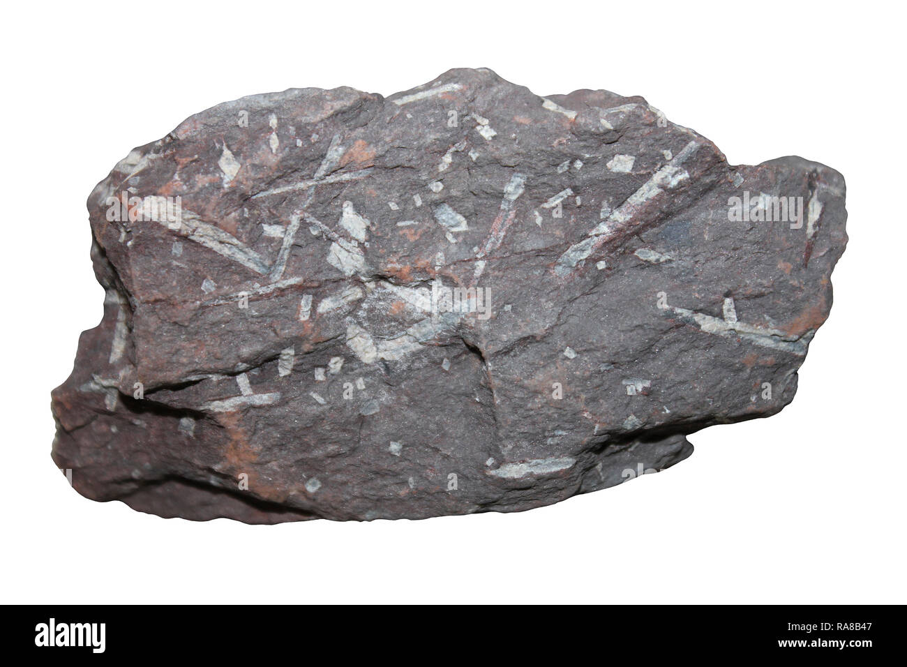 Chiastolite Hornfel Rock (andalusit Schiefer-metamorphes Gestein, durch porphyroblasts von chiastolite und cordierit in einer feinkörnigen Matrix dominiert) Stockfoto