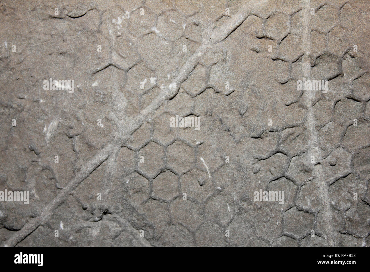 Paleodictyon Spur Fossil Burrows aus marinen Umgebungen in der präkambrischen Ära Stockfoto