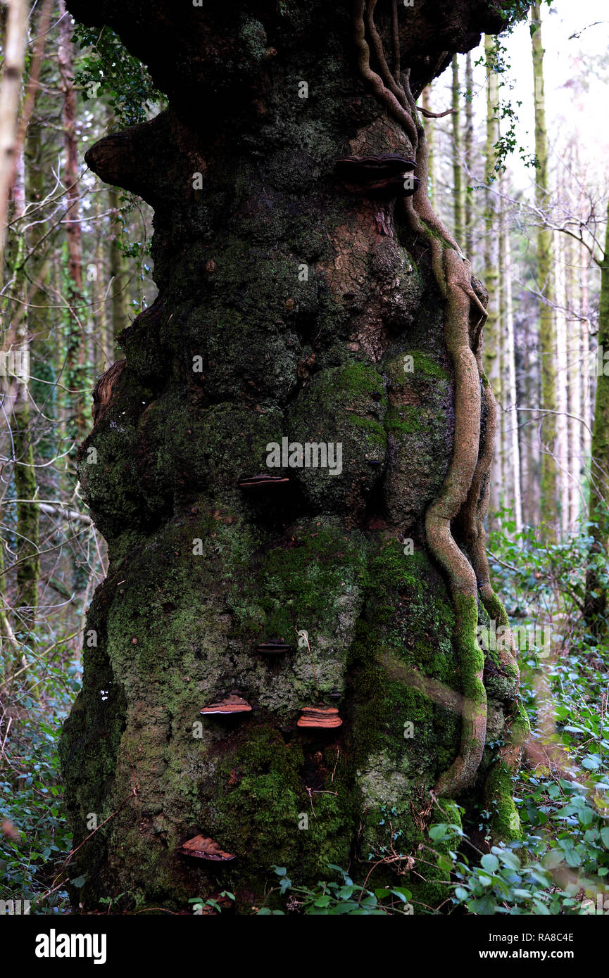 Eine alte Eiche an den Gemeinsamen Holz North Gower, ein Überbleibsel der alten Wälder, die hier seit Jahrhunderten trotz mit Rindersteak Pilzen überwuchert gestanden hat Stockfoto