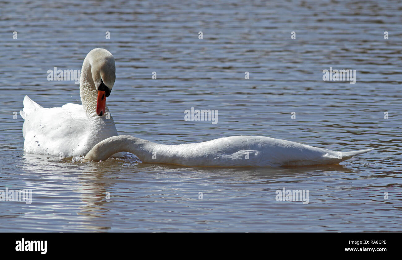 Paarweise Schwanenpaare, Serie mit 4 Bildern Stockfoto
