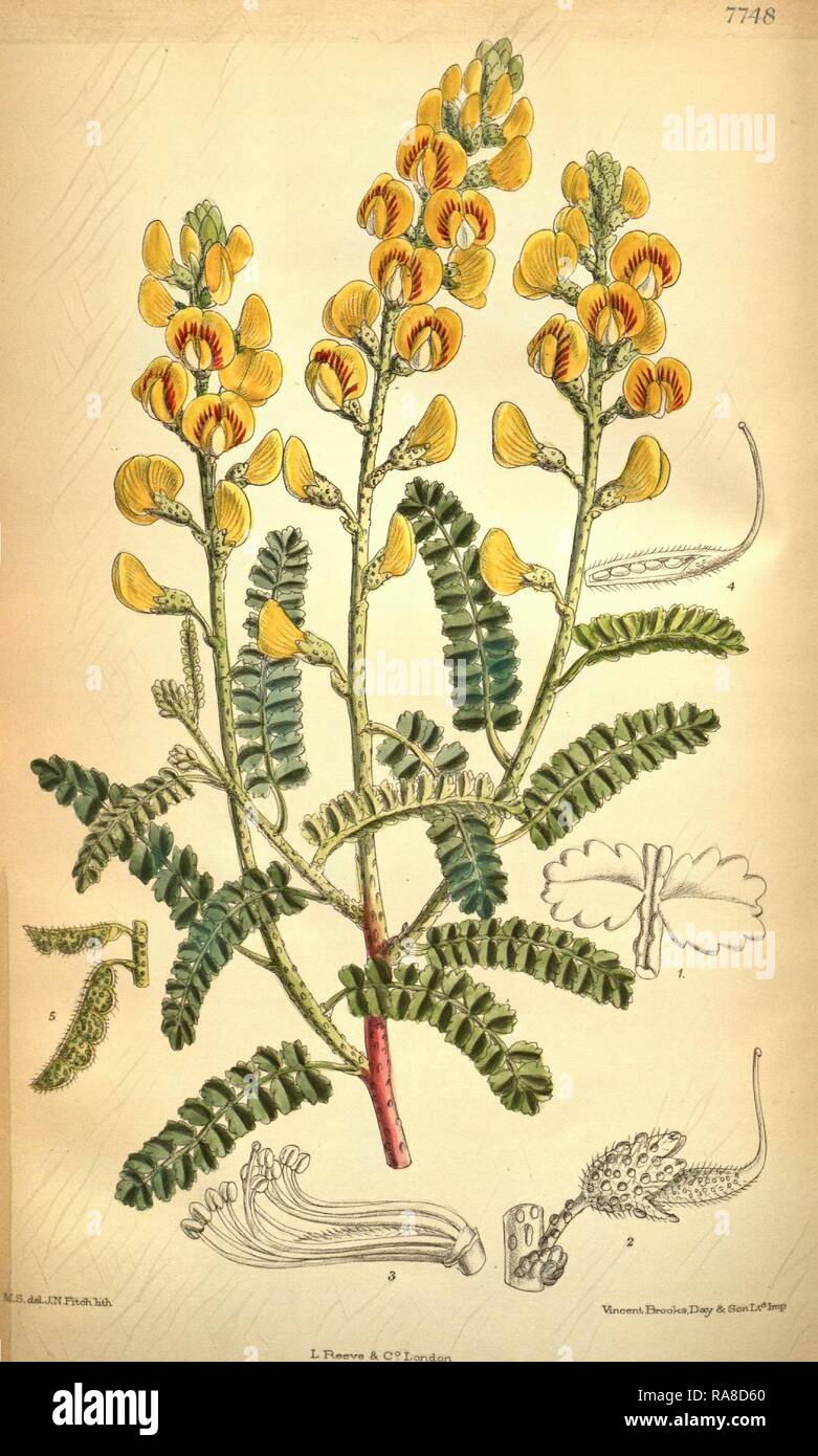 Botanische Drucken von Walter Hood Fitch 1817-1892, W.H. Fitch war eine botanische Illustrator und Künstler, in Glasgow geboren Neuerfundene Stockfoto