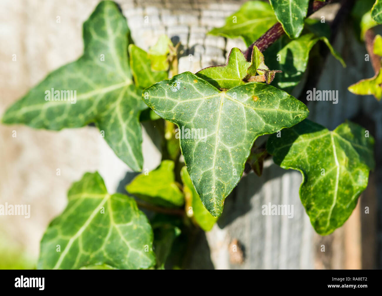 Eine Makroaufnahme einer gemeinsamen ivy Leaf. Stockfoto