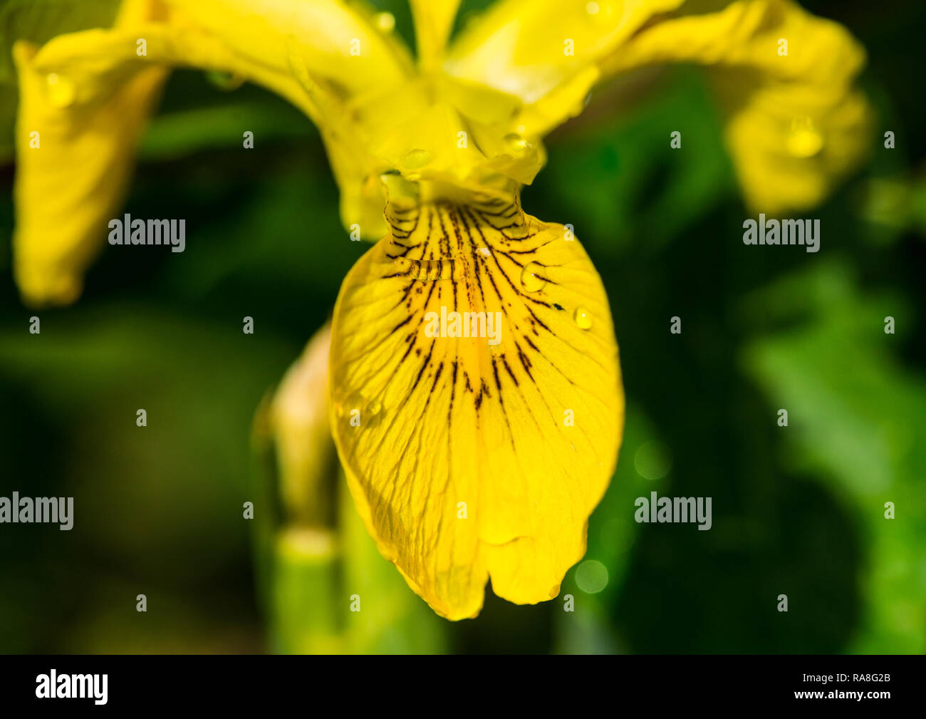Eine Makroaufnahme einer gelben Flagge Iris. Stockfoto