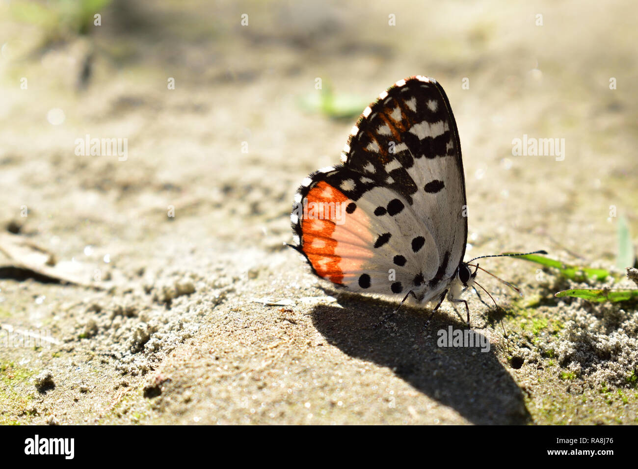 Schöne bunte Schmetterling ruhen und Licht, das durch seine Flügel Stockfoto