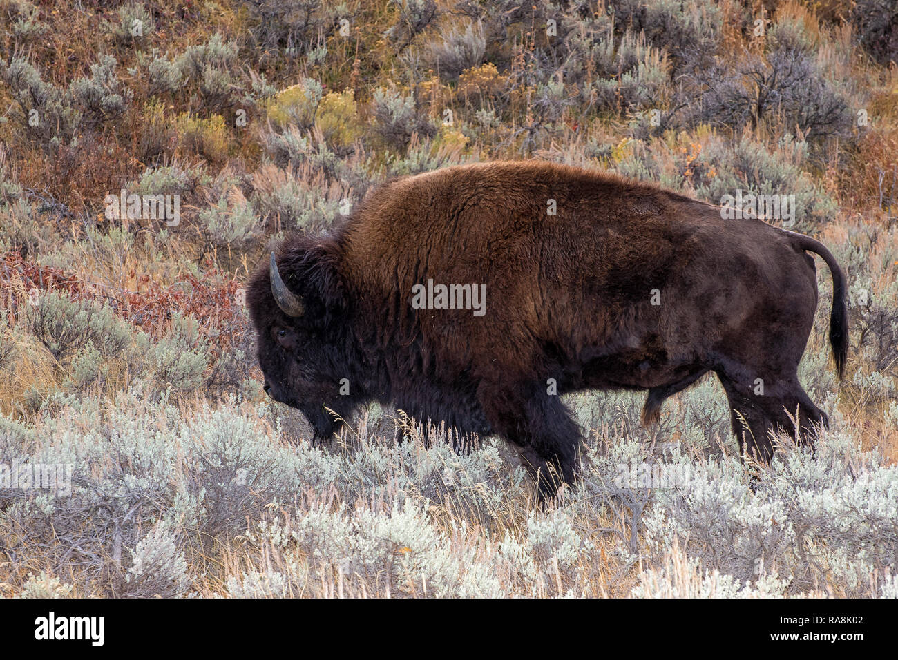 Bison im Sagebrush Wohnungen vom Grand Teton National Park Stockfoto