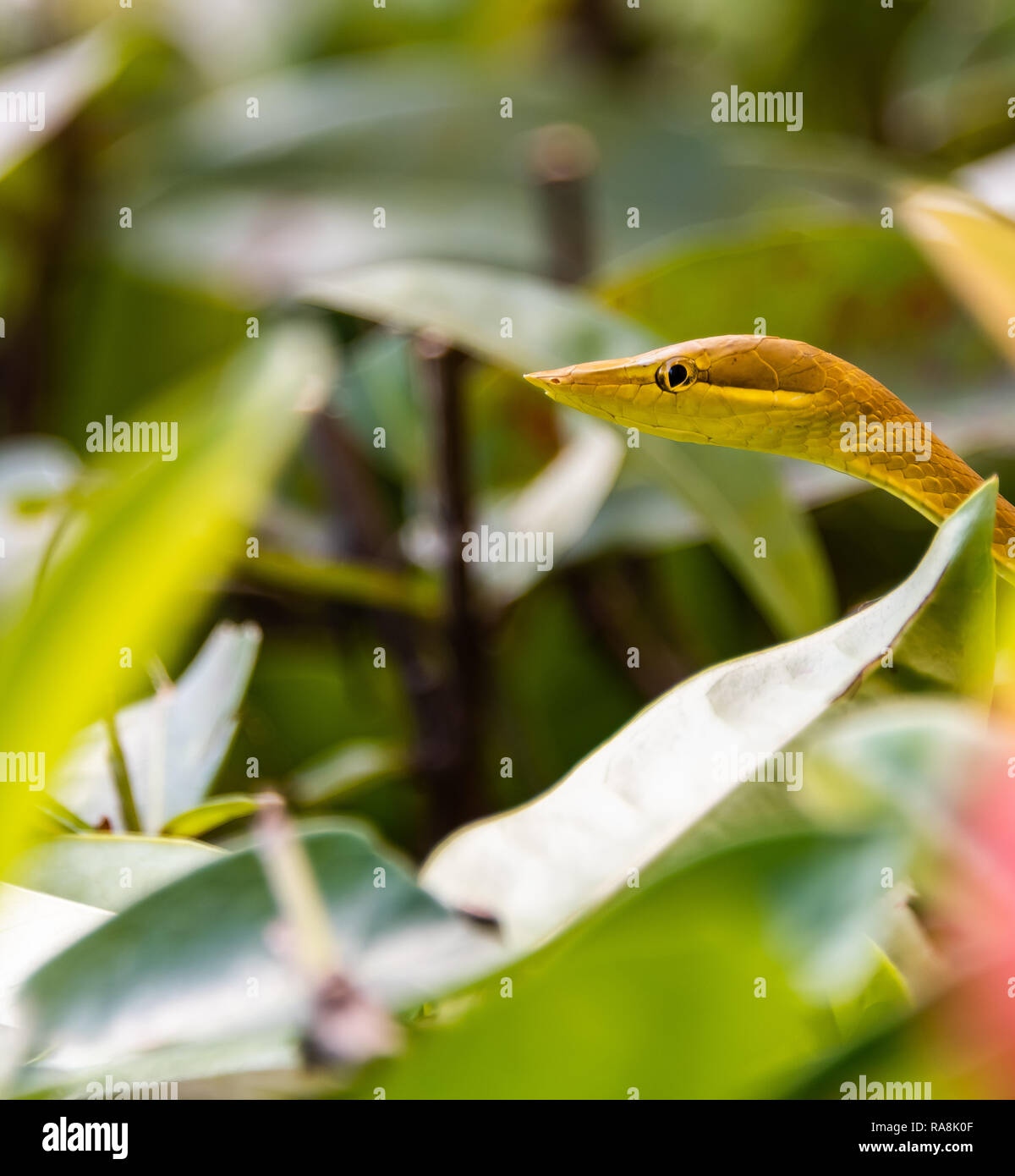 Seltene Grüne und Tan Weinstock Schlange gefunden in Roatan, Honduras Stockfoto