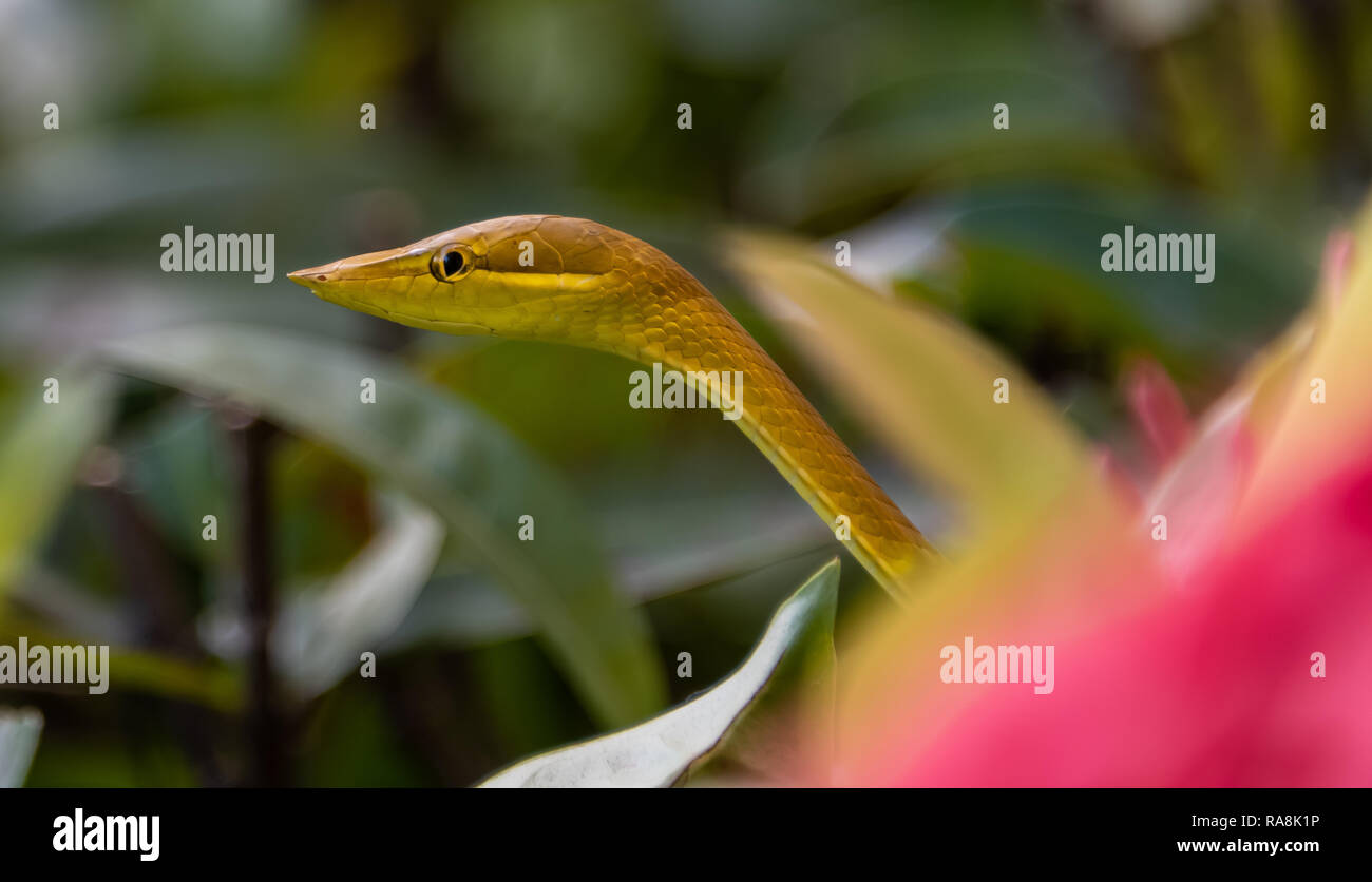 Seltene Grüne und Tan Weinstock Schlange gefunden in Roatan, Honduras Stockfoto