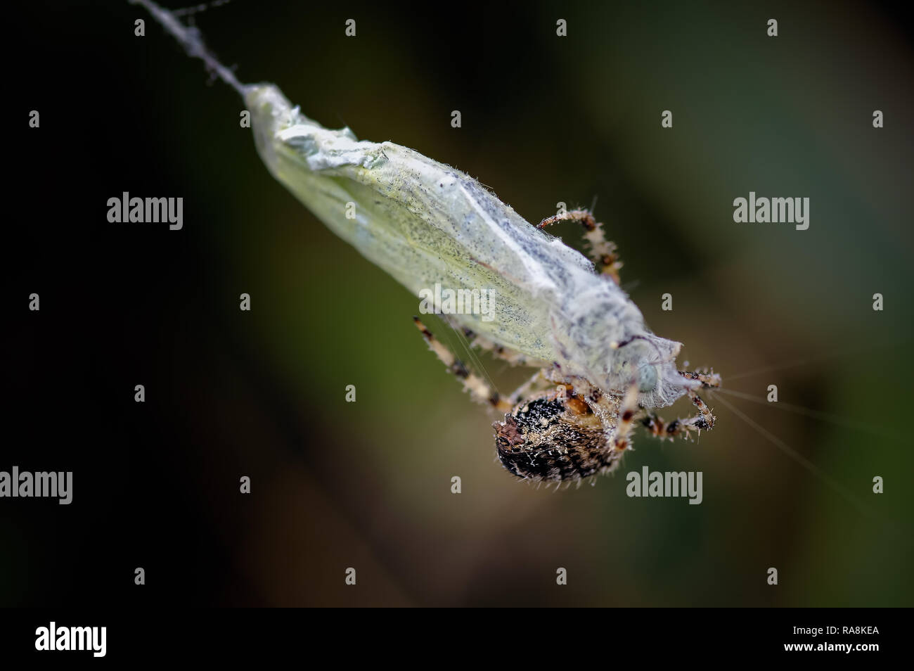 Eine unglückliche kleine weiße Schmetterling ist von einem Garten Spinne gefangen genommen und für seine nächste Mahlzeit verpackt bereit. Stockfoto