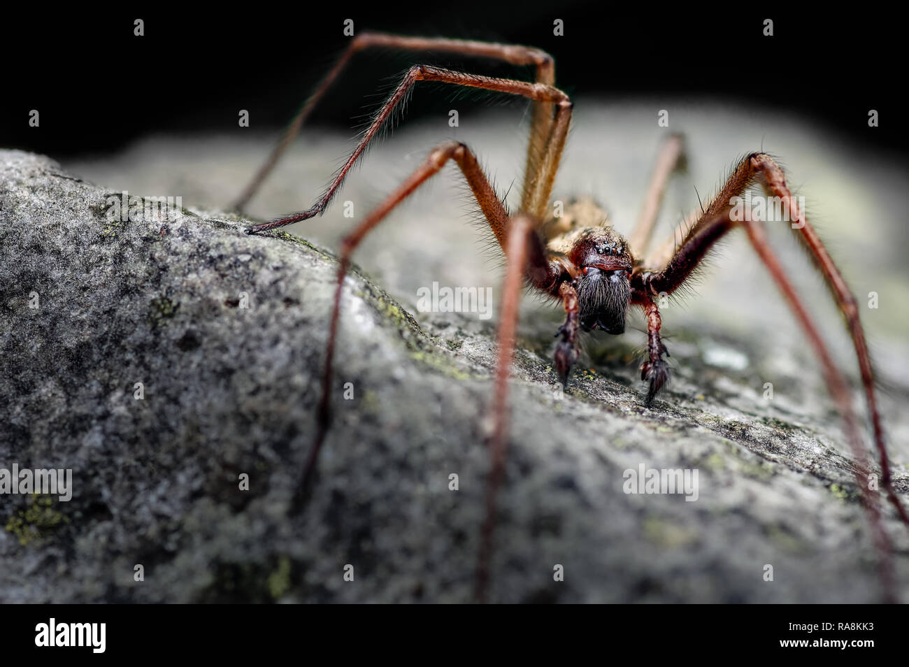 Dies ist ein männlicher Riese Haus Spider Tegenaria atrica Eratigena Topik genannt. Typisch ist das Männchen zu sehen, wie der weibliche verborgen bleibt. Stockfoto