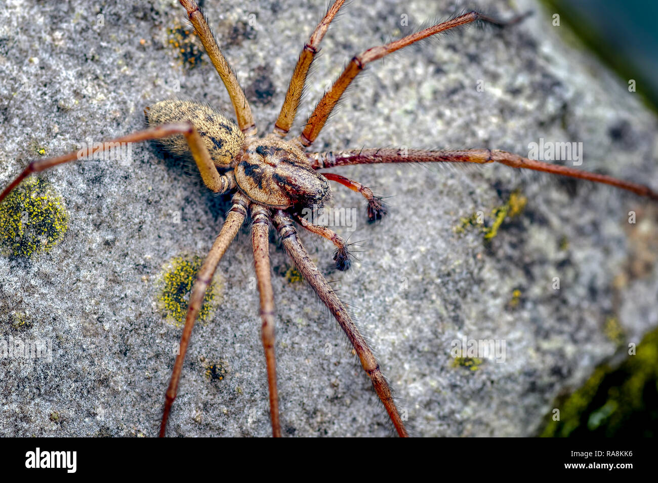 Dies ist ein männlicher Riese Haus Spider Tegenaria atrica Eratigena Topik genannt. Typisch ist das Männchen zu sehen, wie der weibliche verborgen bleibt. Stockfoto