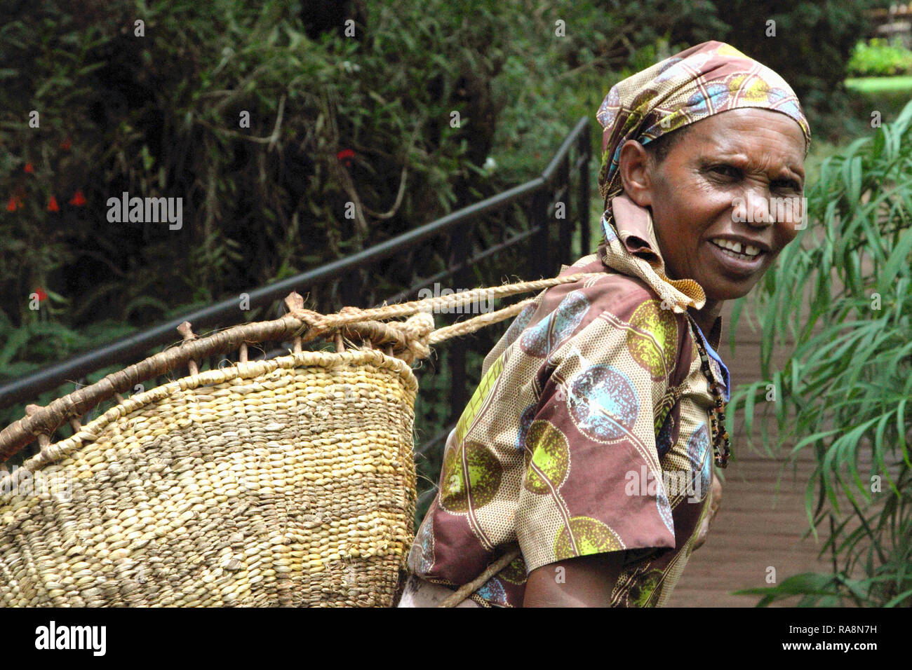 Alte tansanische Frau arbeitet in Coffee Farm im Norden von Tansania Karatu Stockfoto