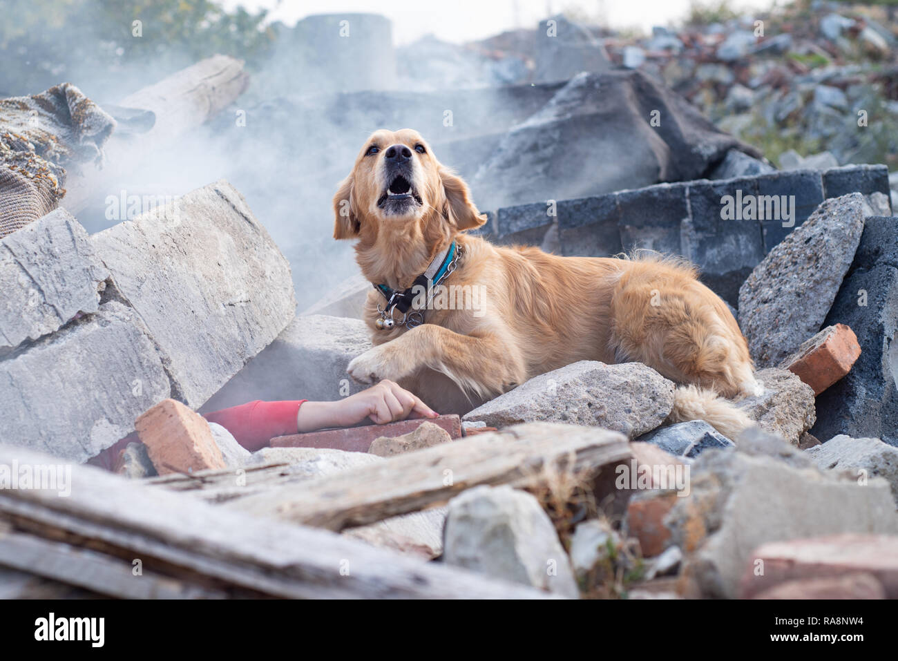 Hund auf der Suche nach verletzten Personen in Trümmern nach Erdbeben  Stockfotografie - Alamy