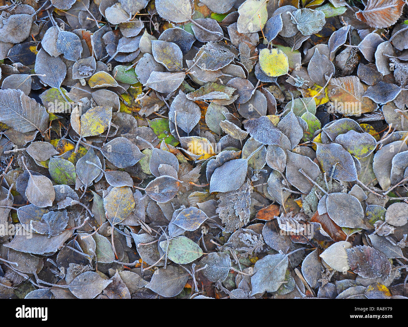 Frosty bunte Blätter im Herbst. Wenn der Winter kommt - der erste Frost strukturierten Hintergrund Stockfoto