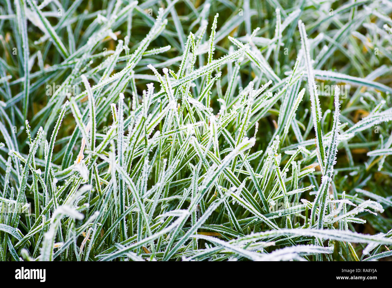 Frost am Morgen im Garten. Januar 2018 Stockfoto