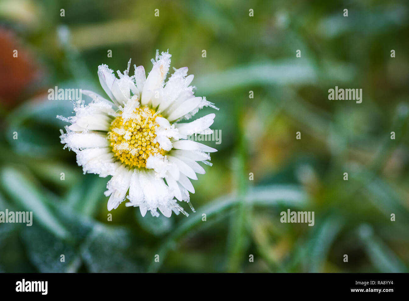 Frost am Morgen im Garten. Januar 2018 Stockfoto