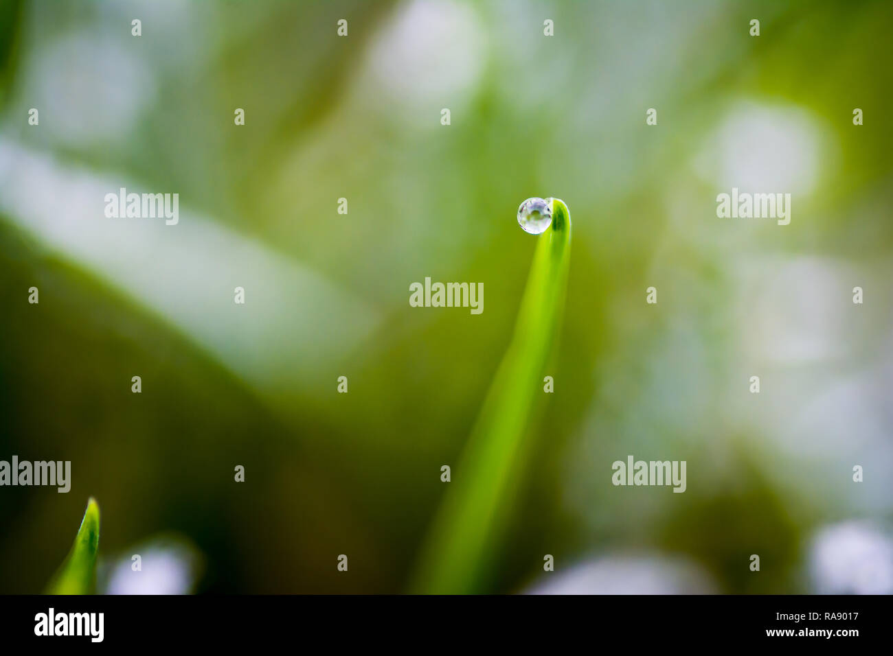 Frost am Morgen im Garten. Januar 2018 Stockfoto