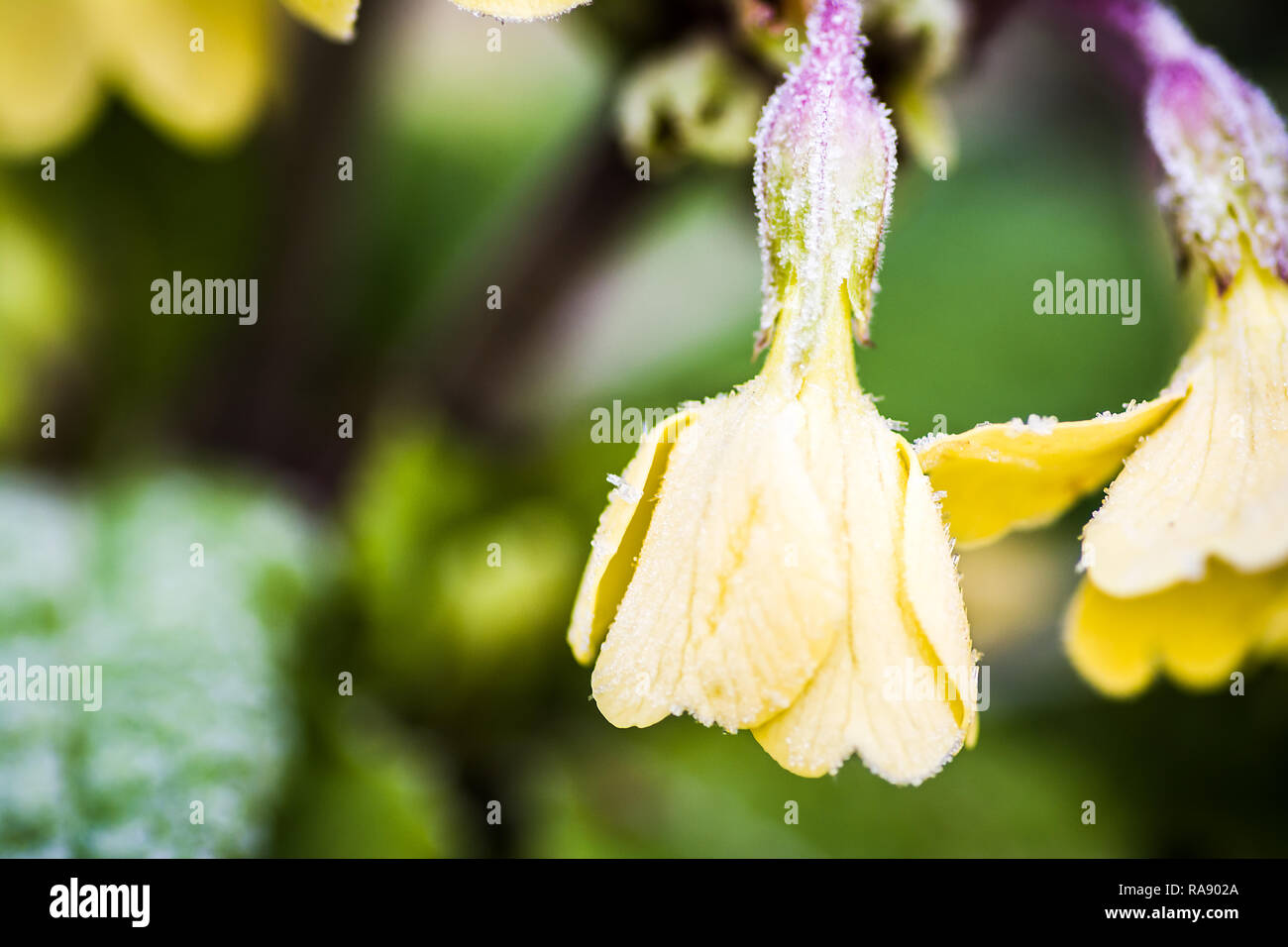 Frost am Morgen im Garten. Januar 2018 Stockfoto
