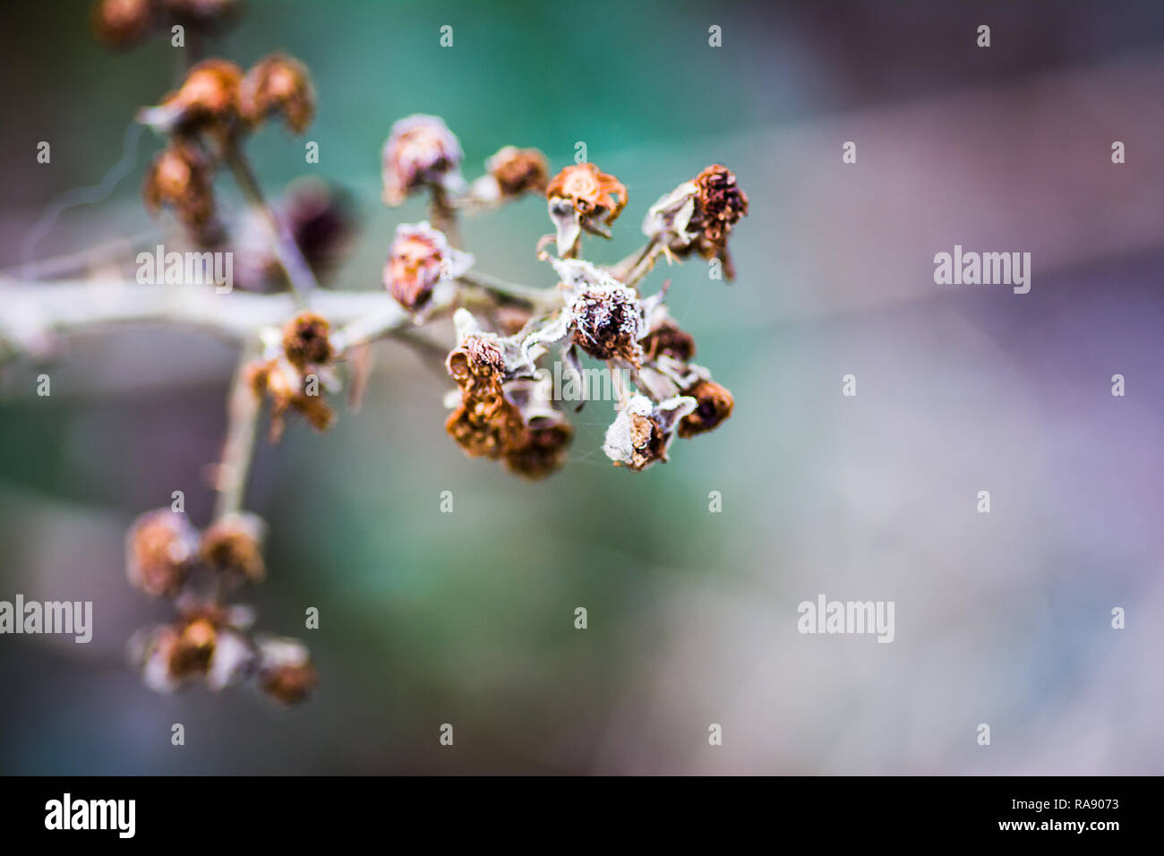 Frost am Morgen im Garten. Januar 2018 Stockfoto