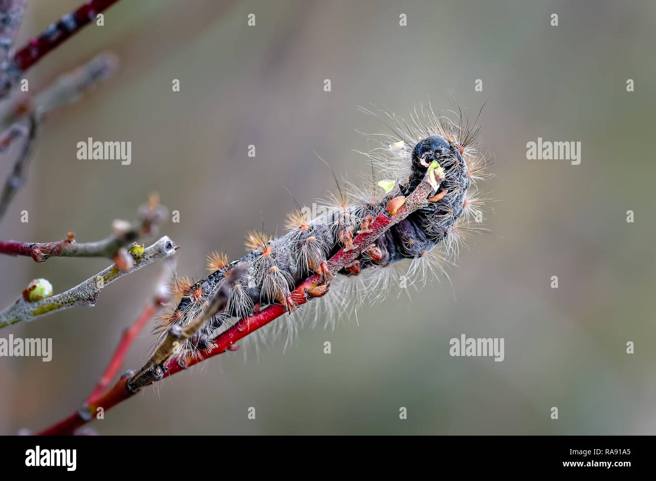Ein caterpillar Feeds auf zwerg Willow bei Ainsdale lokale Naturschutzgebiet am Sefton Coast. Diese Motten entstehen hier in den guten Zahlen jedes Jahr. Stockfoto