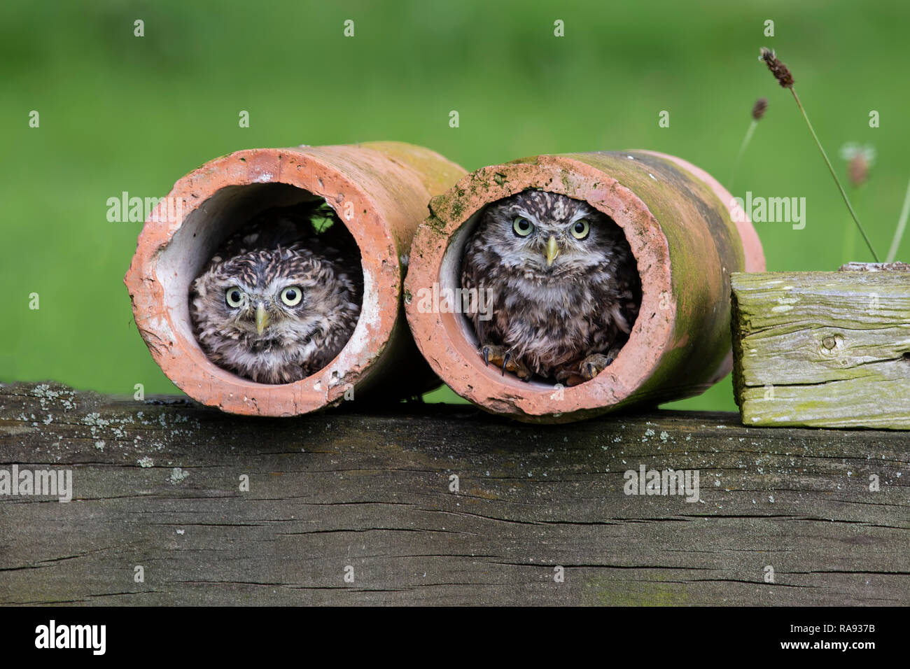 Ein paar kleine Eulen Athene noctua aus Ton Ablassrohre lugen und unter kontrollierten Bedingungen Stockfoto