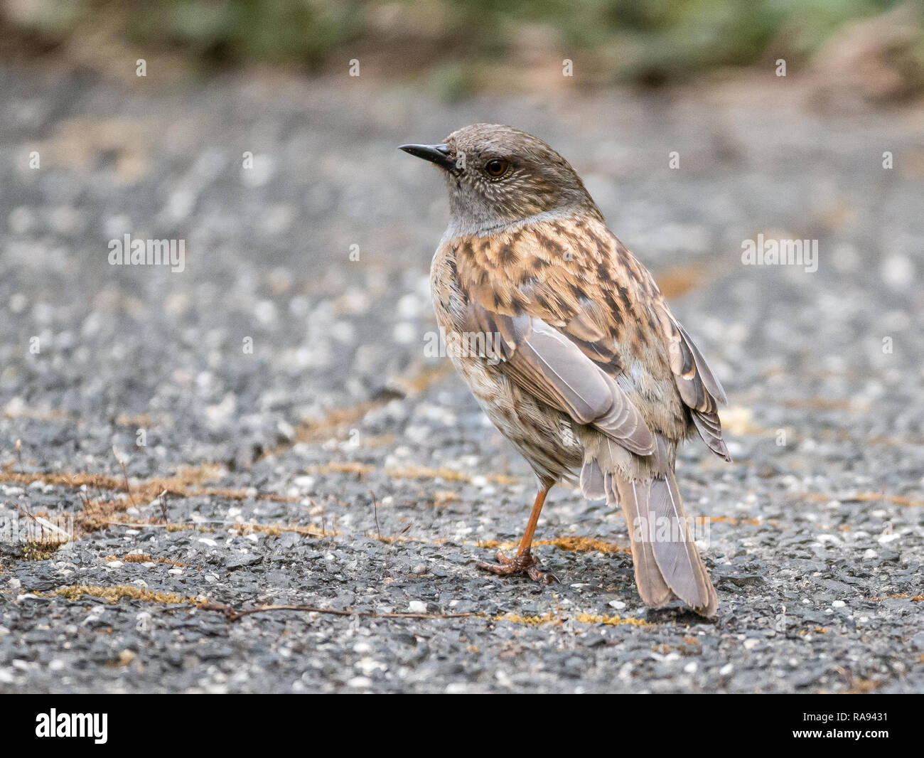 Nach dunnock oder Hedge accentor, Phasianus colchicus, Rückansicht stehend auf Pflaster im Garten Stockfoto