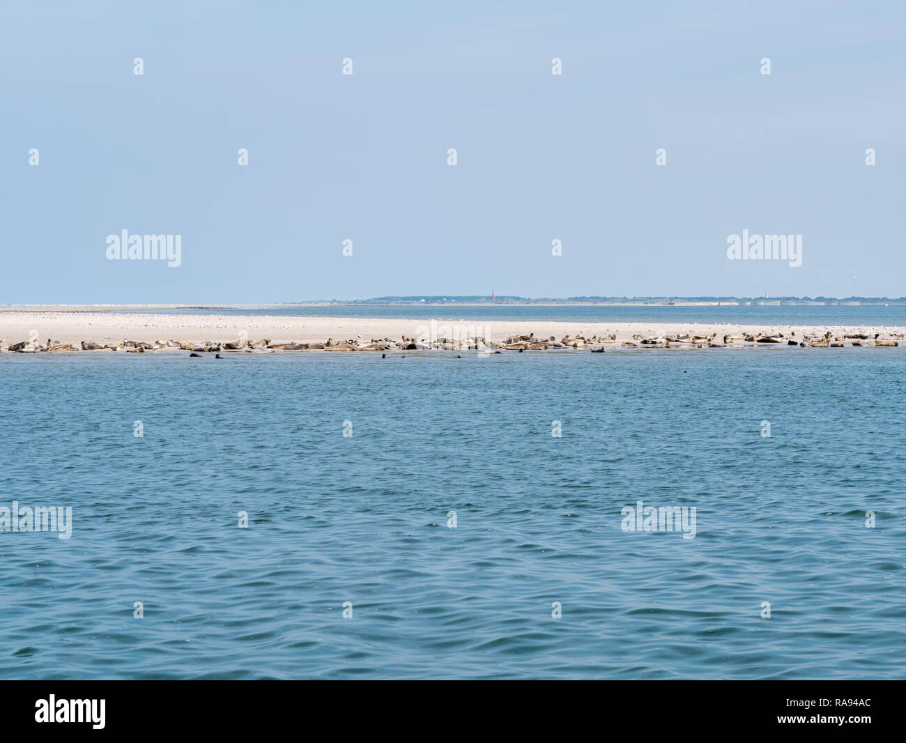 Gemeinsame und Kegelrobben auf Sand Bank von Rif mit Leuchtturm von Westfriesische Insel Schiermonnikoog im Hintergrund, Wattenmeer, Niederlande Stockfoto