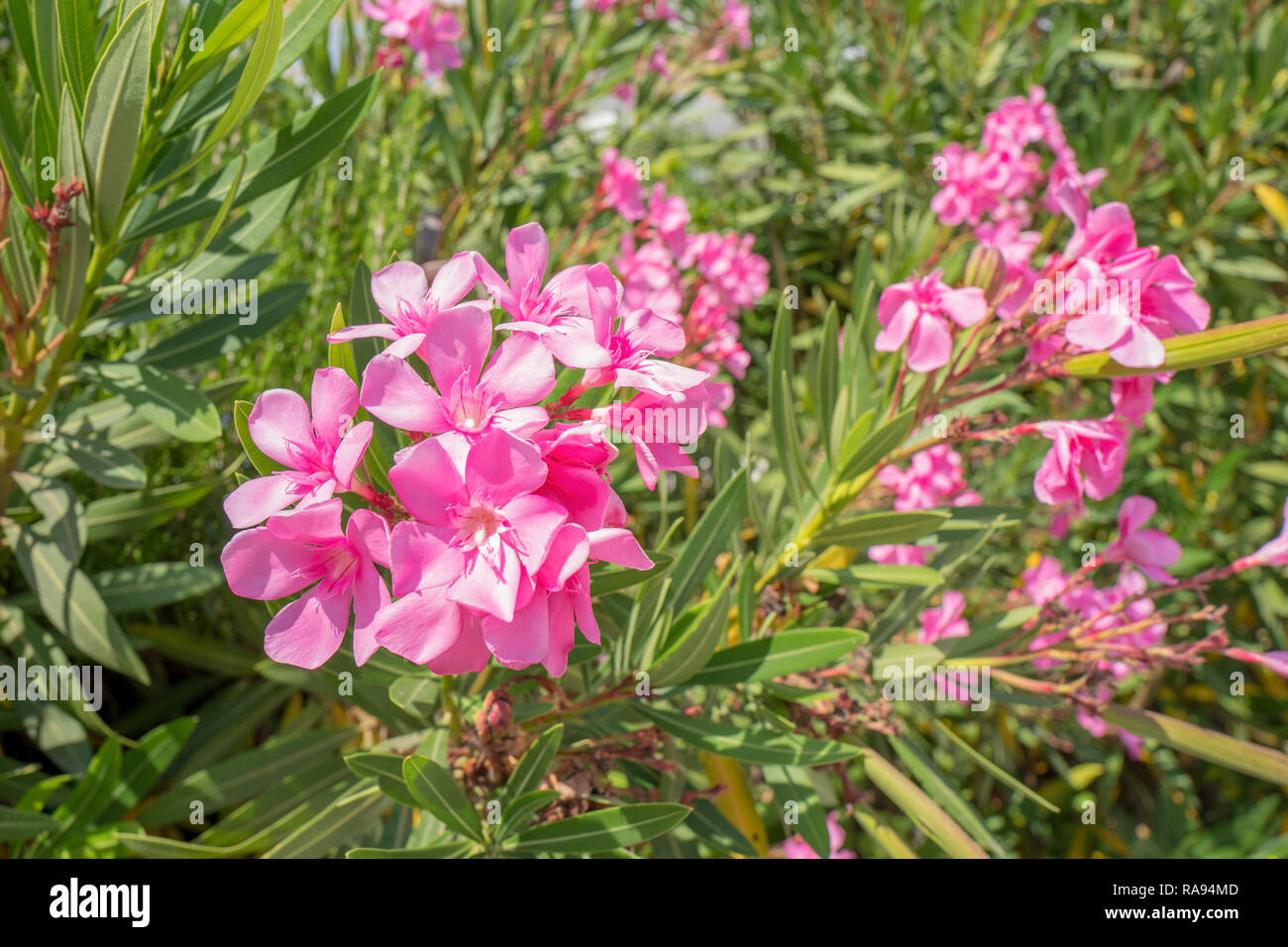 Oleander Straucher Bluhen In Nahaufnahme Auf Korfu In Griechenland