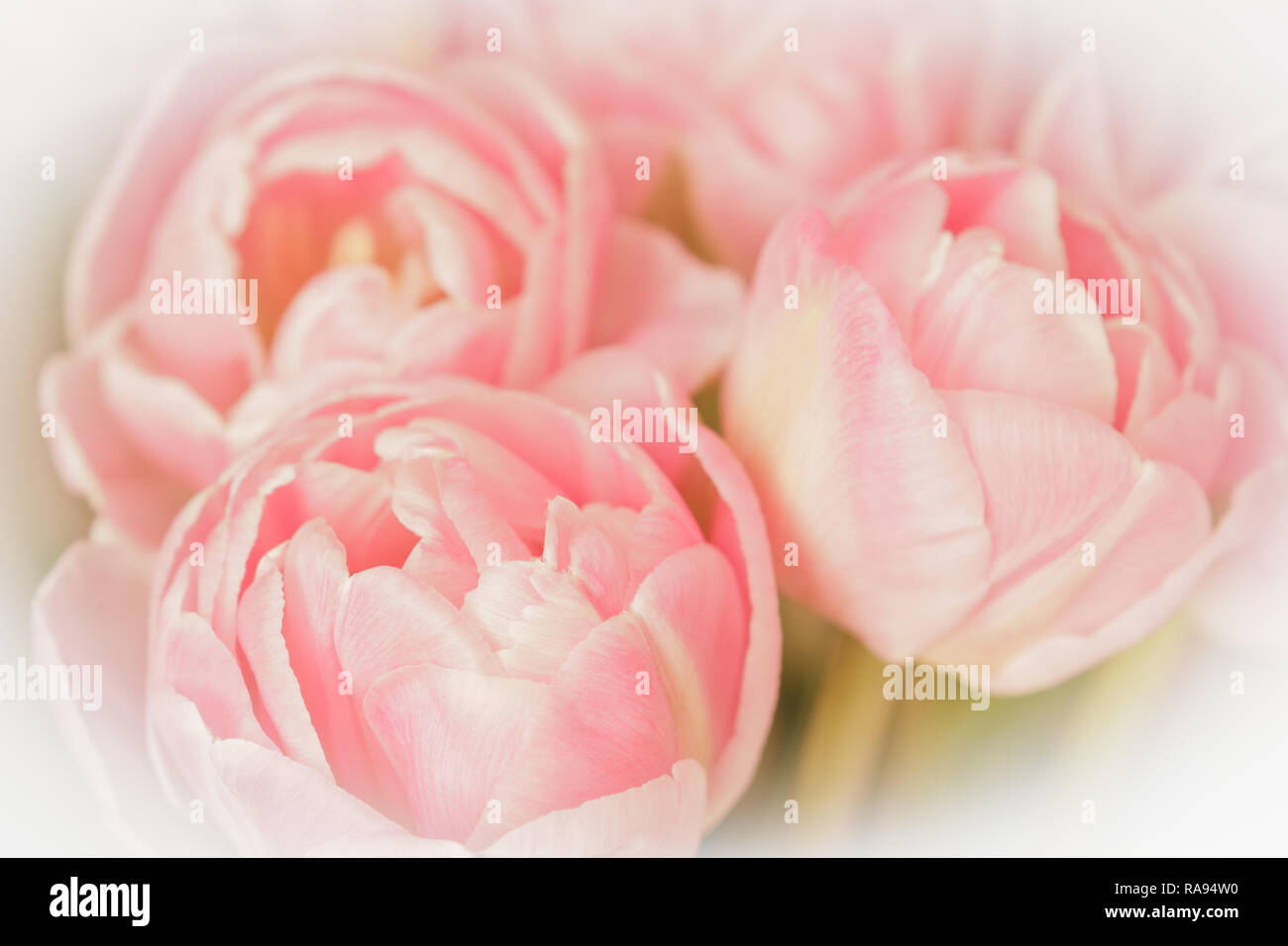 Tulip Blumen in hellen Farbtönen von Lachs pink gegen Weiße, nostalgischen und romantischen Hintergrund Vorlage, vintage Filterwirkung Stockfoto