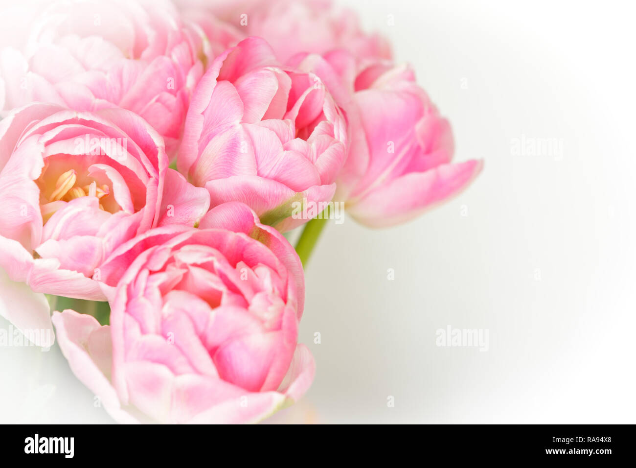 Bündel von Tulip Blüten in Schattierungen von rosa gegen Weiße, nostalgischen und romantischen Hintergrund Vorlage für Floristen oder Grußkarten Stockfoto