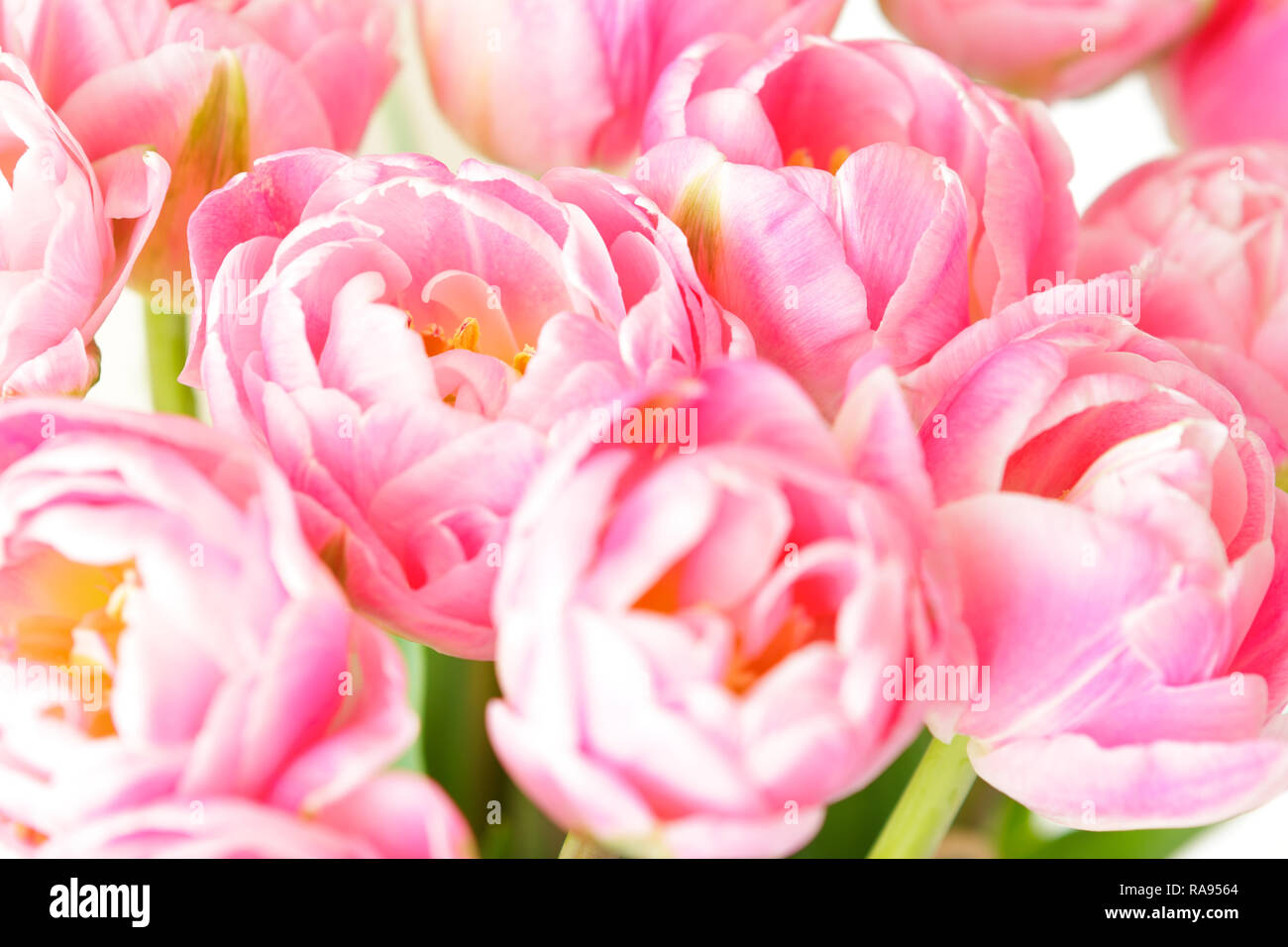 Tulip Blüten in Schattierungen von rosa gegen Weiße, nostalgischer Frühling Hintergrund Vorlage für Floristen oder Grußkarten Stockfoto