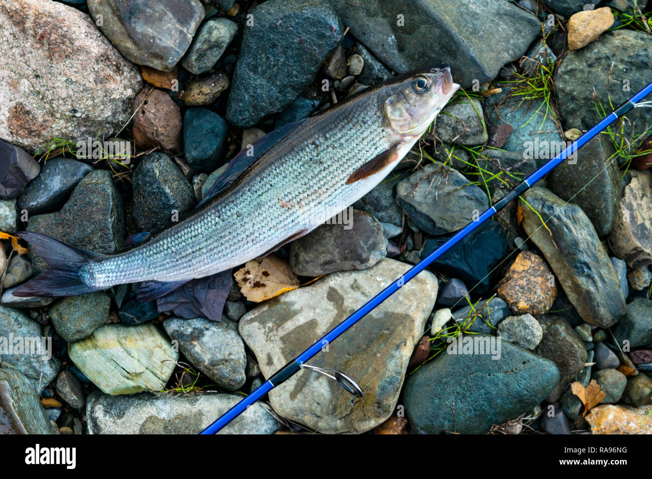 Äschen gefangen Fly Fishing tackle. Angler lösen eine arktische Äschen. Äschen gefangen auf der Spinner von Fischer. Nördlichen angeln. Erfolgreich Stockfoto