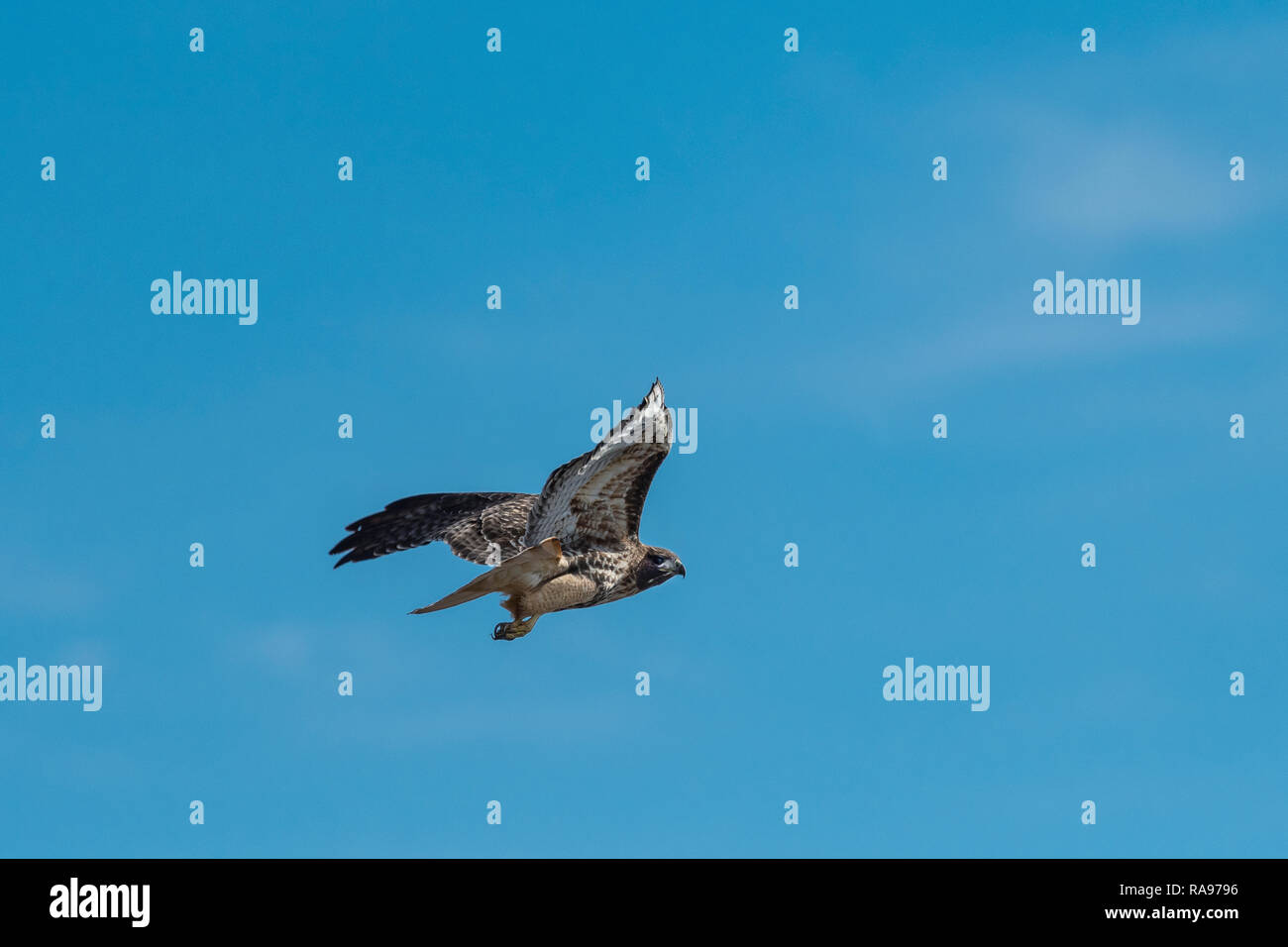 Red-tailed Hawk im Flug. Stockfoto
