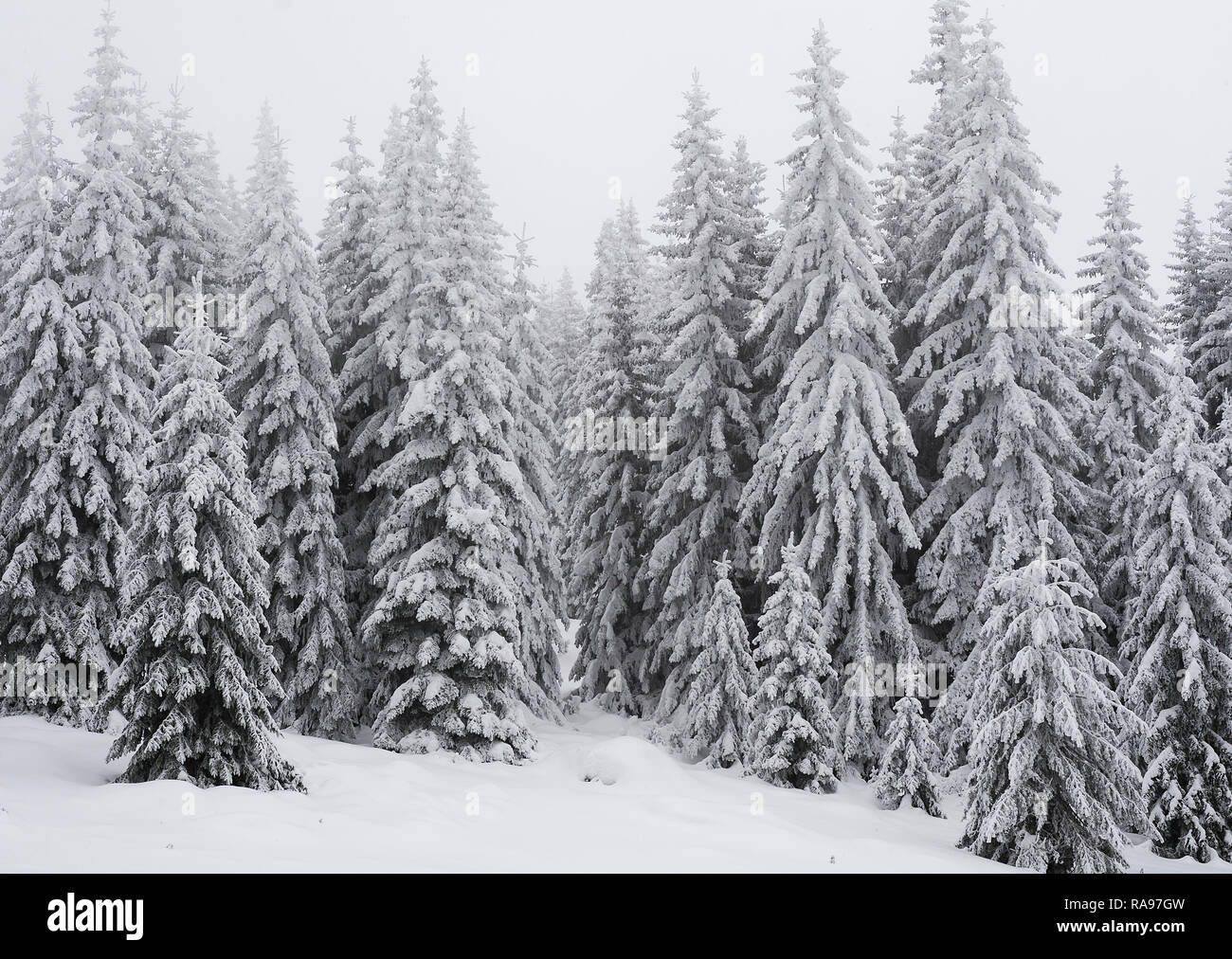 Tannen Mit Schnee Bedeckt Stockfotos und -bilder Kaufen - Alamy Tannen Mit Schnee Bedeckt Stockfotos und -bilder Kaufen - Alamy