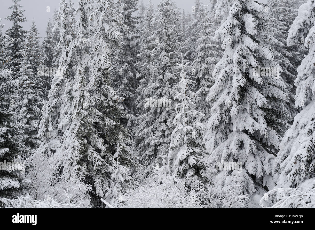 Winterlandschaft von einem Kiefernwald, in den Bergen. Bäume sind sehr groß und mit frischem Schnee bedeckt. Stockfoto