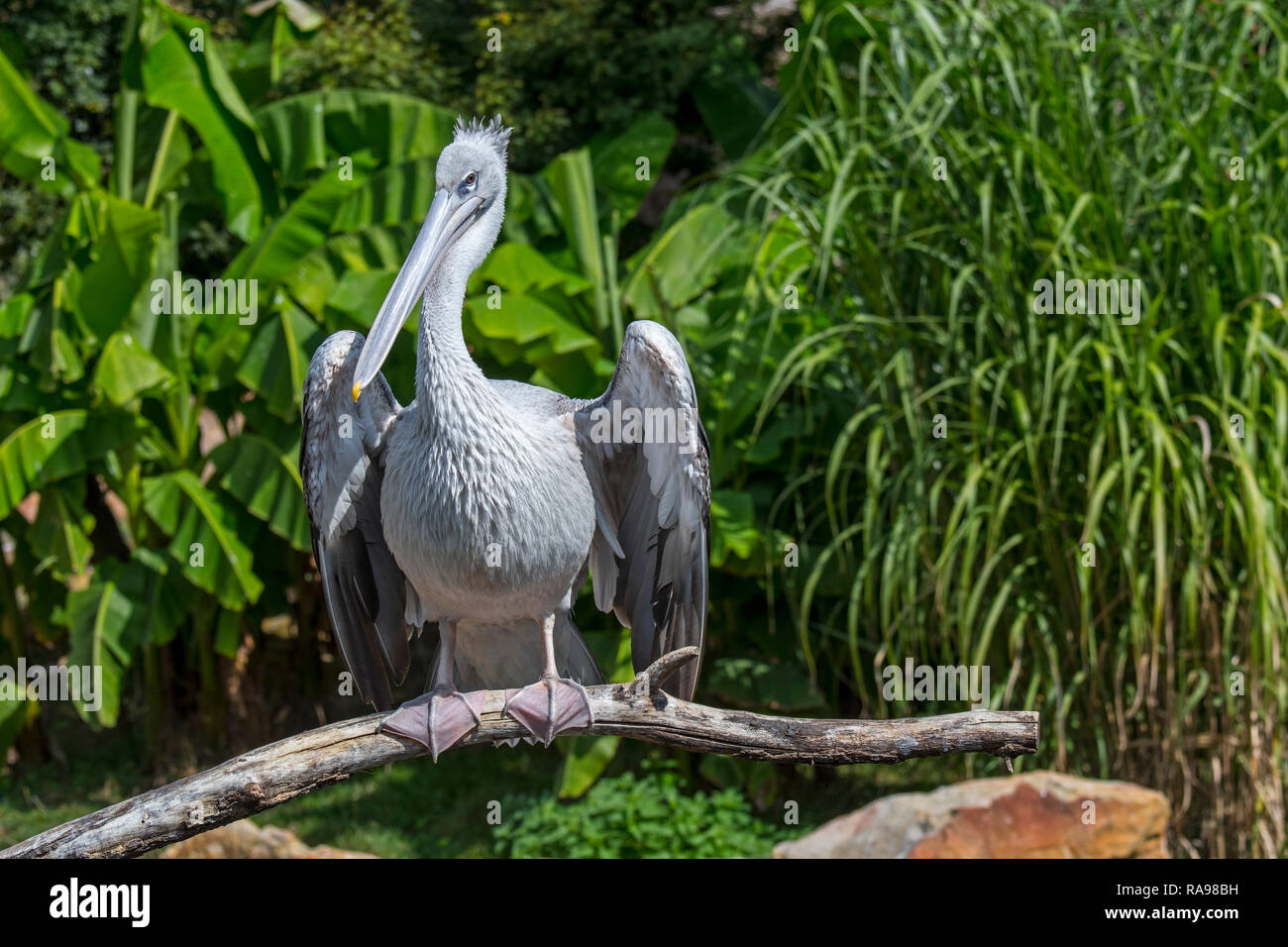 Rosa-backed Pelican (Pelecanus rufescens) auf Niederlassung in See gelegen, beheimatet in Afrika, Südliches Arabien und Südindien Stockfoto