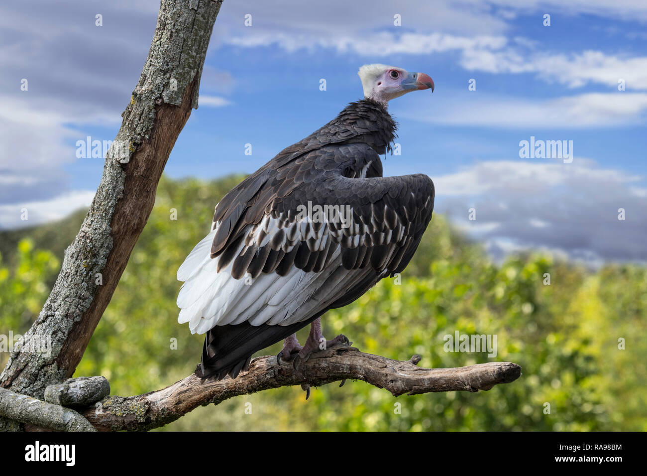 White-headed Vulture (Trigonoceps occipitalis) im Baum gehockt, endemisch in Afrika Stockfoto