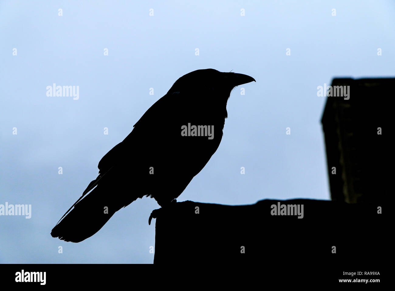 Eine Silhouette des Raven stehend an der Wand. Wächter des Tower in London. Stockfoto