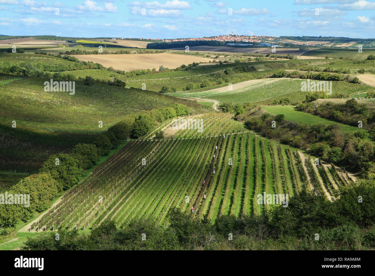 Ein Bild von einem Weinberg in Mähren in der Tschechischen Republik. Die Trauben sind reif, und die Ernte ist in der Nähe. Stockfoto