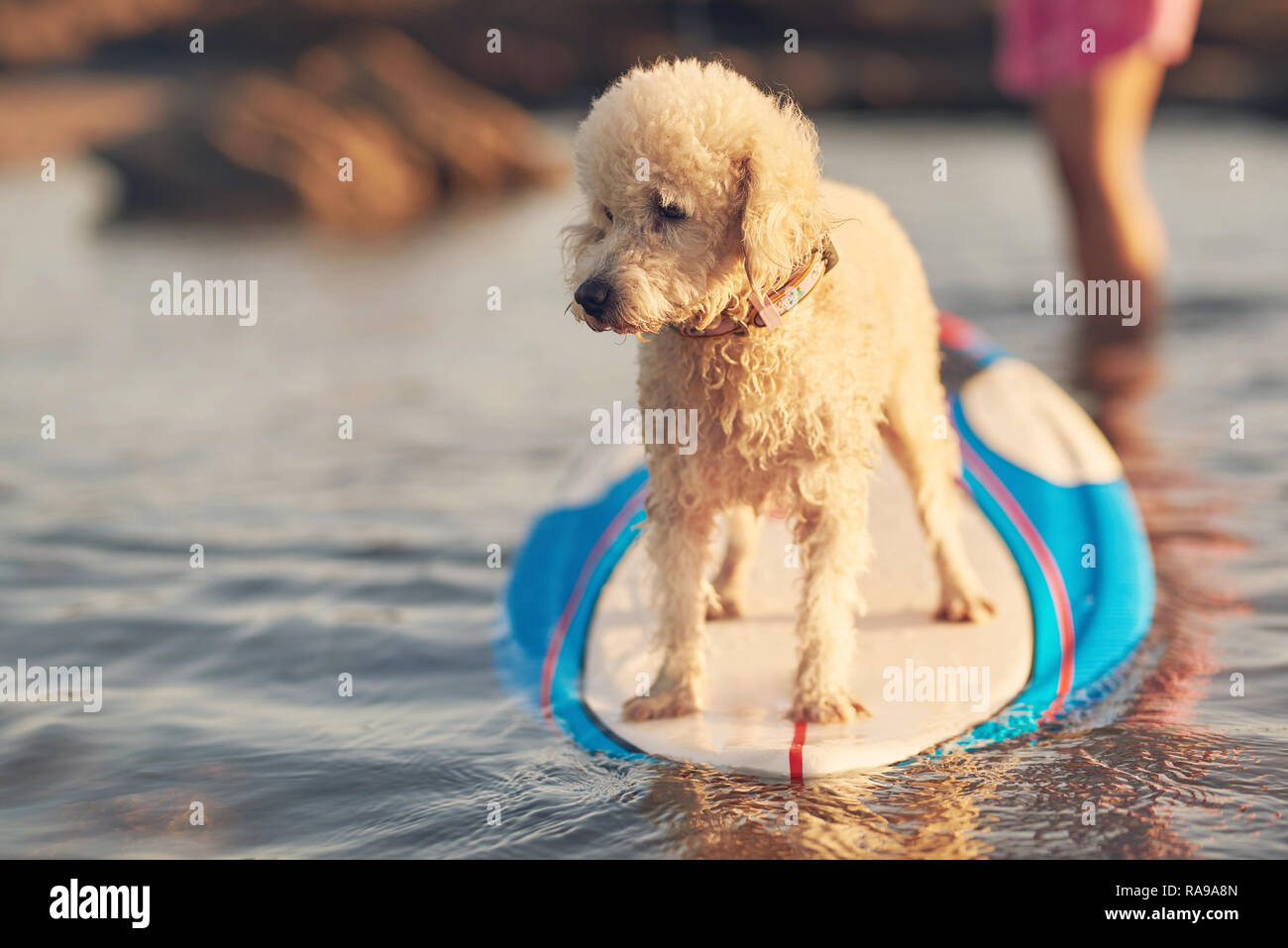 Ein Pudel Hund stehen auf Surfbrett auf dem sunset orange Farbe Stockfoto