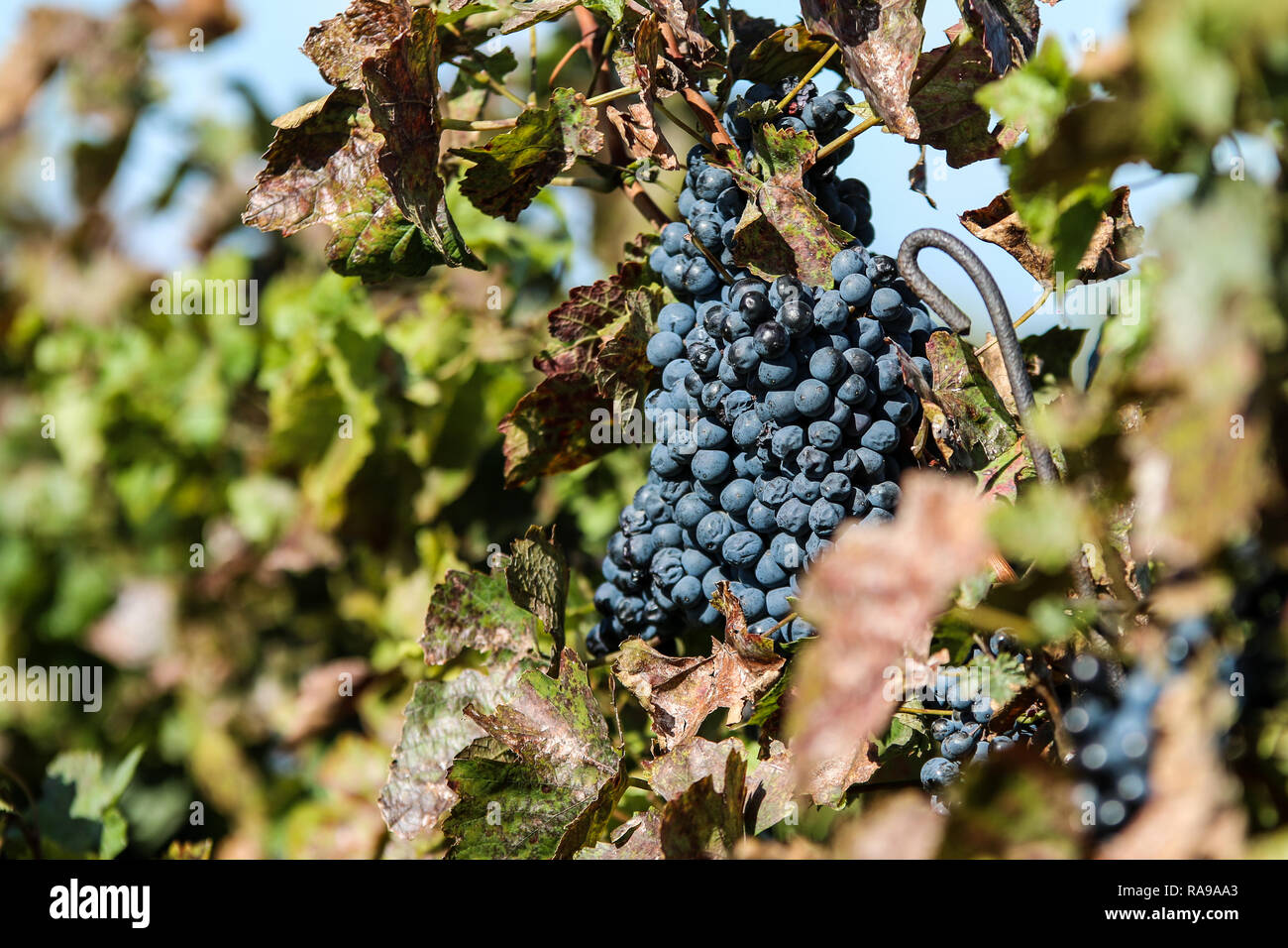 Ein Bild von einem Weinberg in Mähren in der Tschechischen Republik. Die Trauben sind reif, und die Ernte ist in der Nähe. Stockfoto